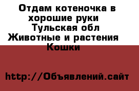 Отдам котеночка в хорошие руки - Тульская обл. Животные и растения » Кошки   